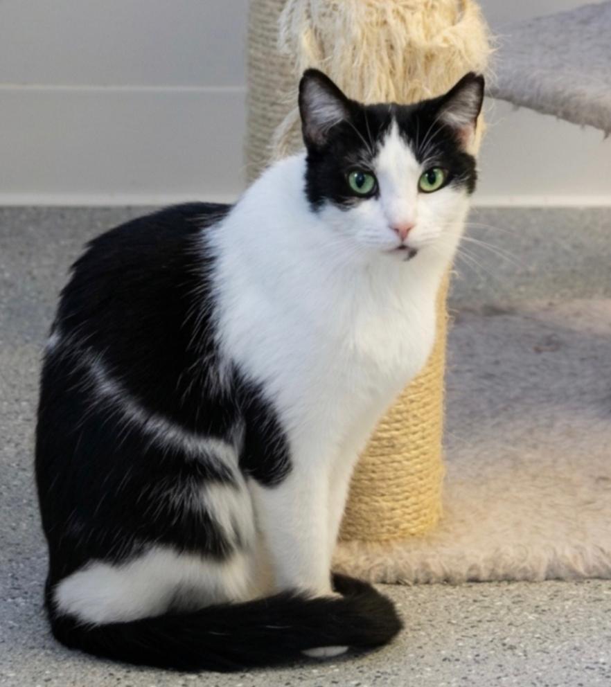Tiny Tina, a Adoptable Tuxedo in Indiana, PA image 1/4