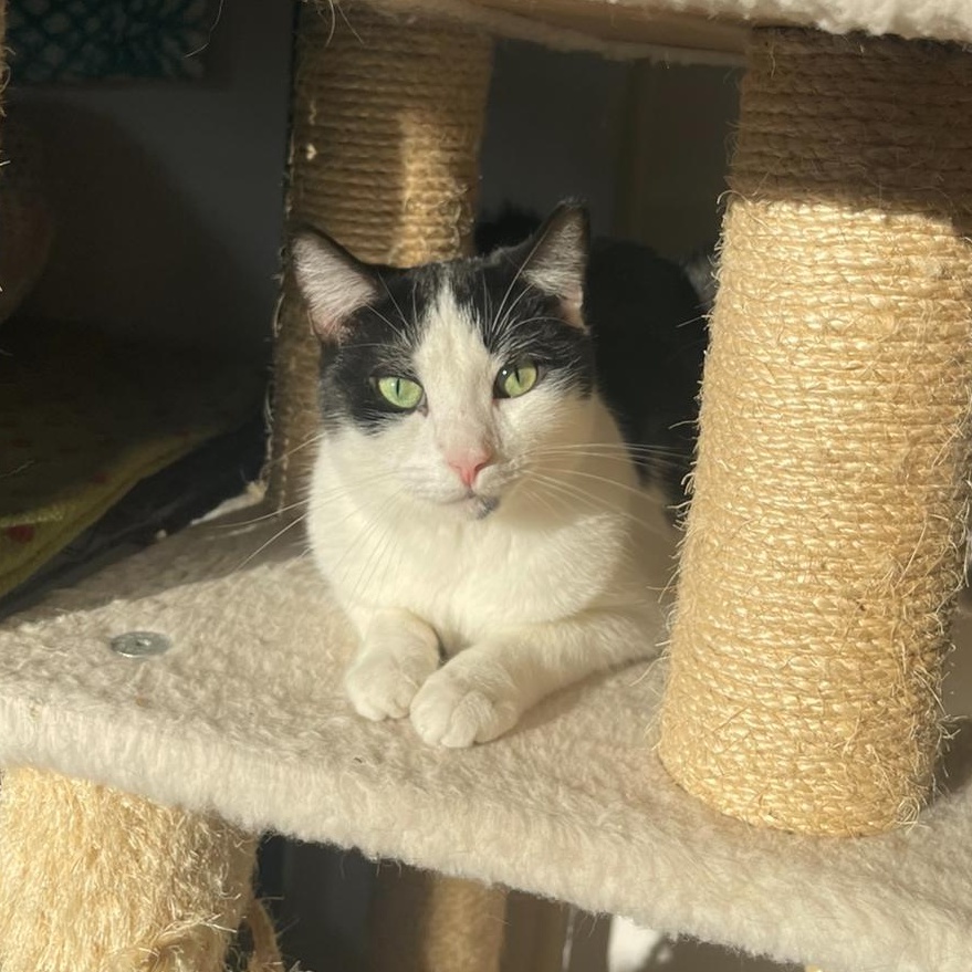 Enlarge Tiny Tina, a Adoptable Tuxedo in Indiana, PA image 3/5