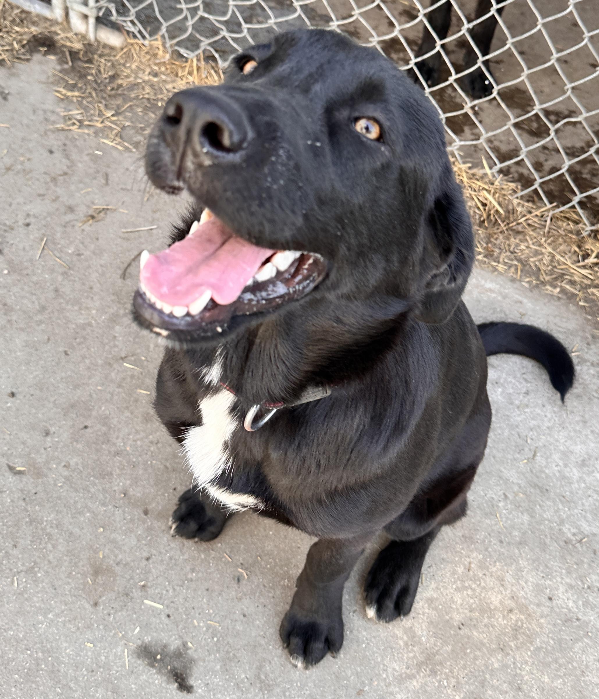 Poppy -still available, an adoptable Black Labrador Retriever in Meadow Lake, SK, S9X 1Y7 | Photo Image 4