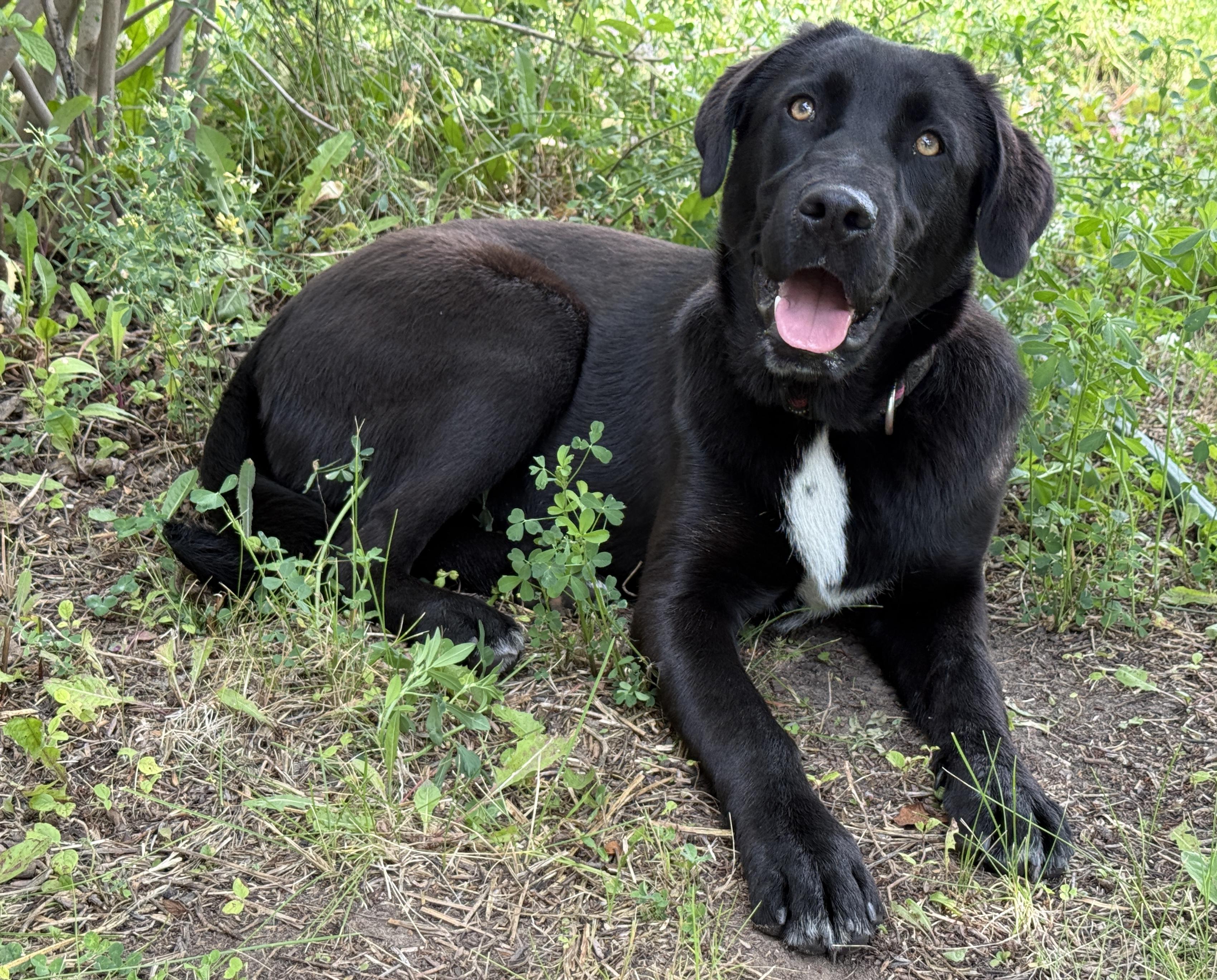 Poppy -still available, an adoptable Black Labrador Retriever in Meadow Lake, SK, S9X 1Y7 | Photo Image 1