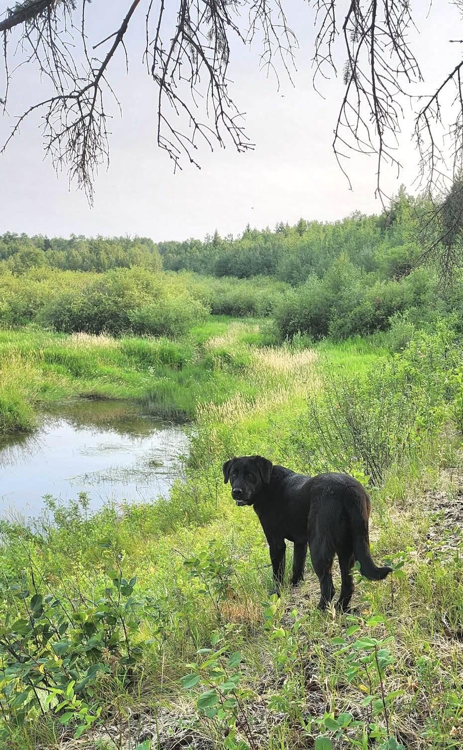 Poppy -still available, an adoptable Black Labrador Retriever in Meadow Lake, SK, S9X 1Y7 | Photo Image 2