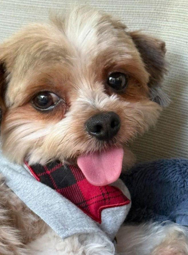 Hank 4288, Adopted, Adult Male Yorkshire Terrier.