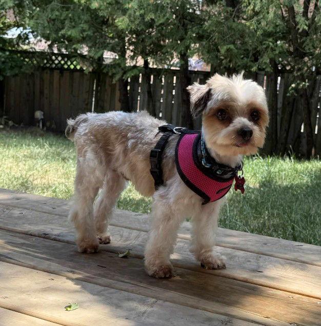 Enlarge Hank 4288, a Adopted Yorkshire Terrier in Pickering, ON image 2/3