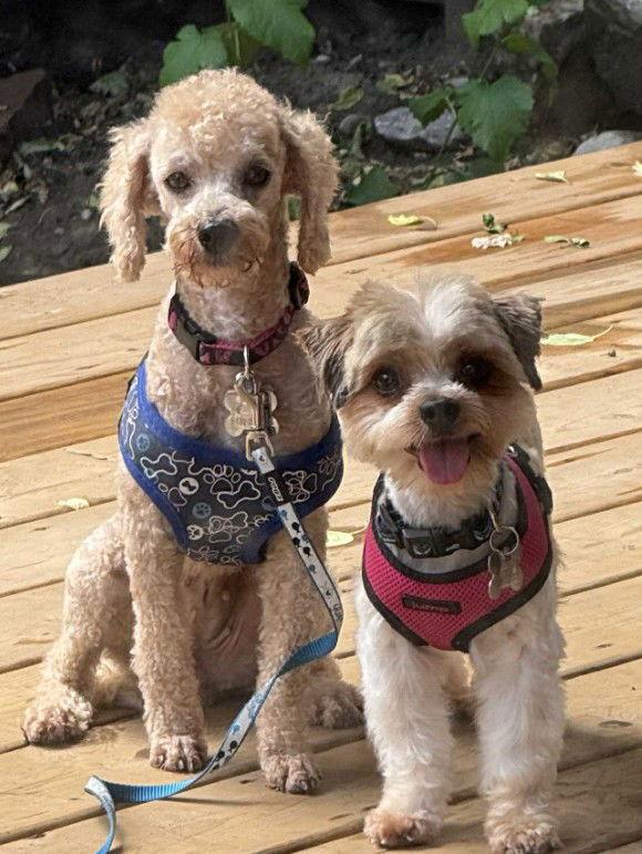 Enlarge Hank 4288, a Adopted Yorkshire Terrier in Pickering, ON image 3/3