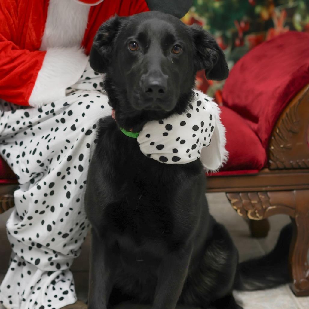 Scarlett, Adoptable, Adult Female Mixed Breed.