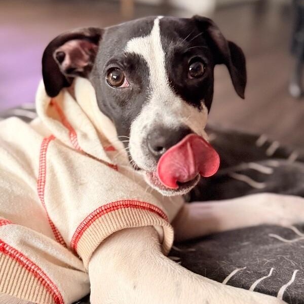 Kai Adorable — thumbnail 2