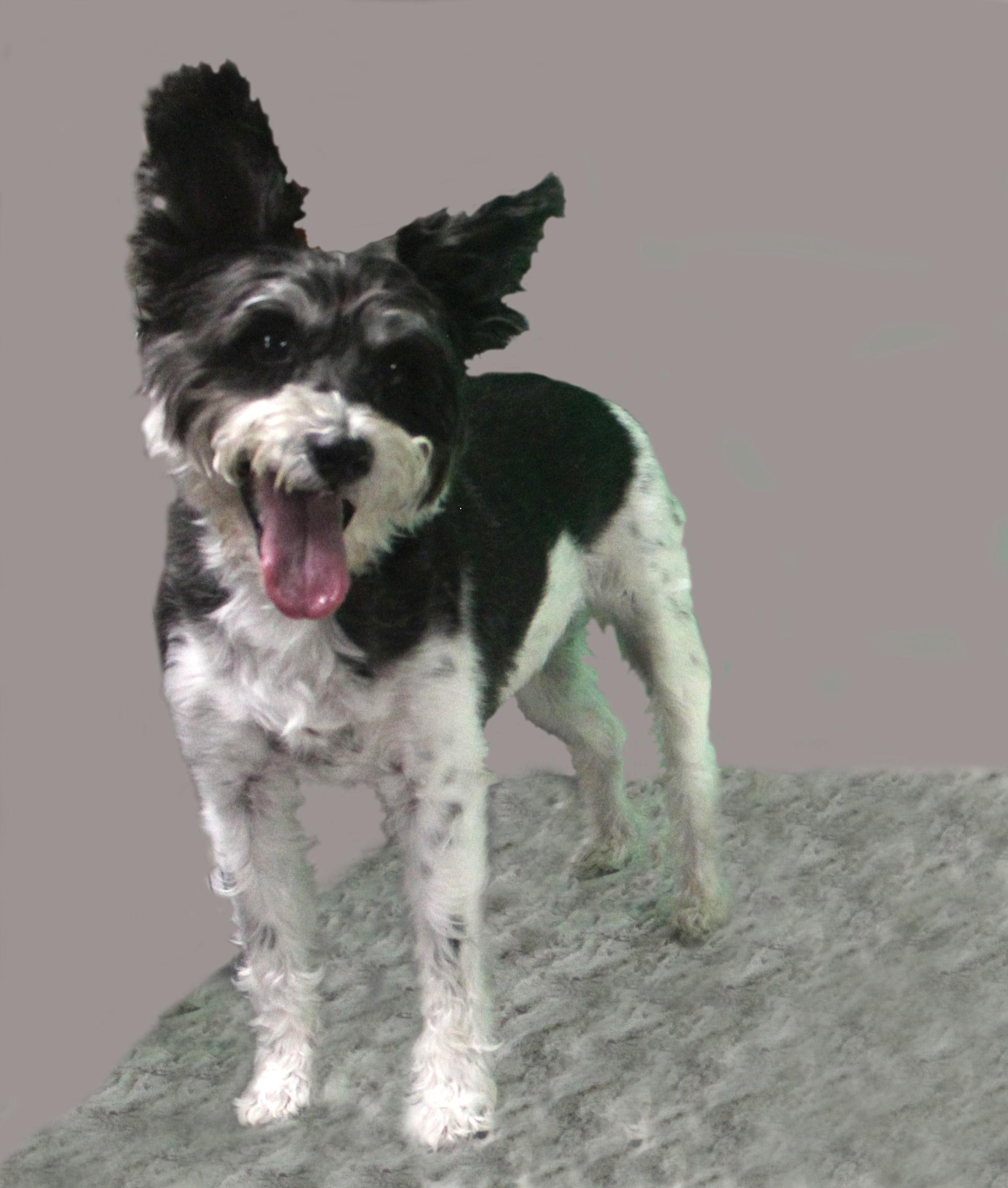 Enlarge CHARLIE, a ADOPTABLE mixed breed in Floral City, FL image 4/6