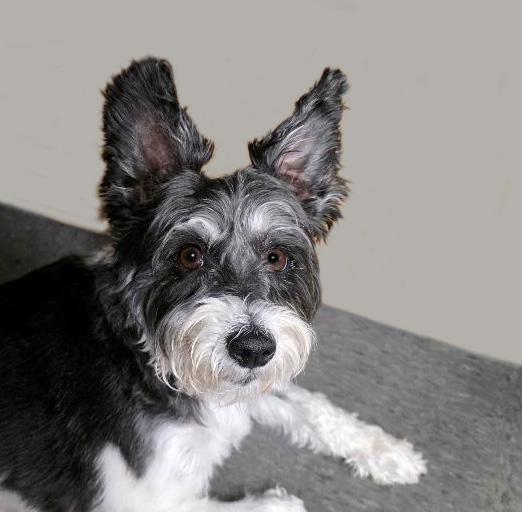 Enlarge CHARLIE, a ADOPTABLE mixed breed in Floral City, FL image 3/6