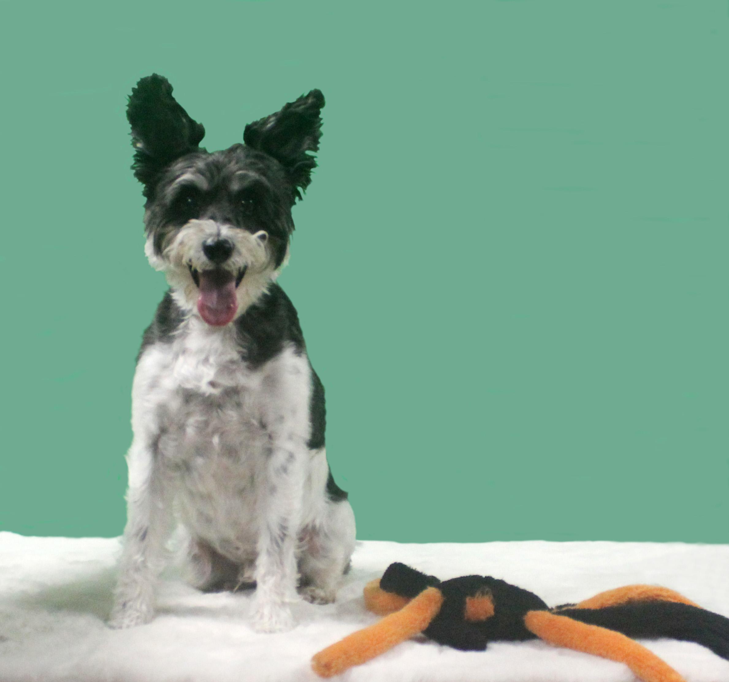 Enlarge CHARLIE, a ADOPTABLE mixed breed in Floral City, FL image 2/6