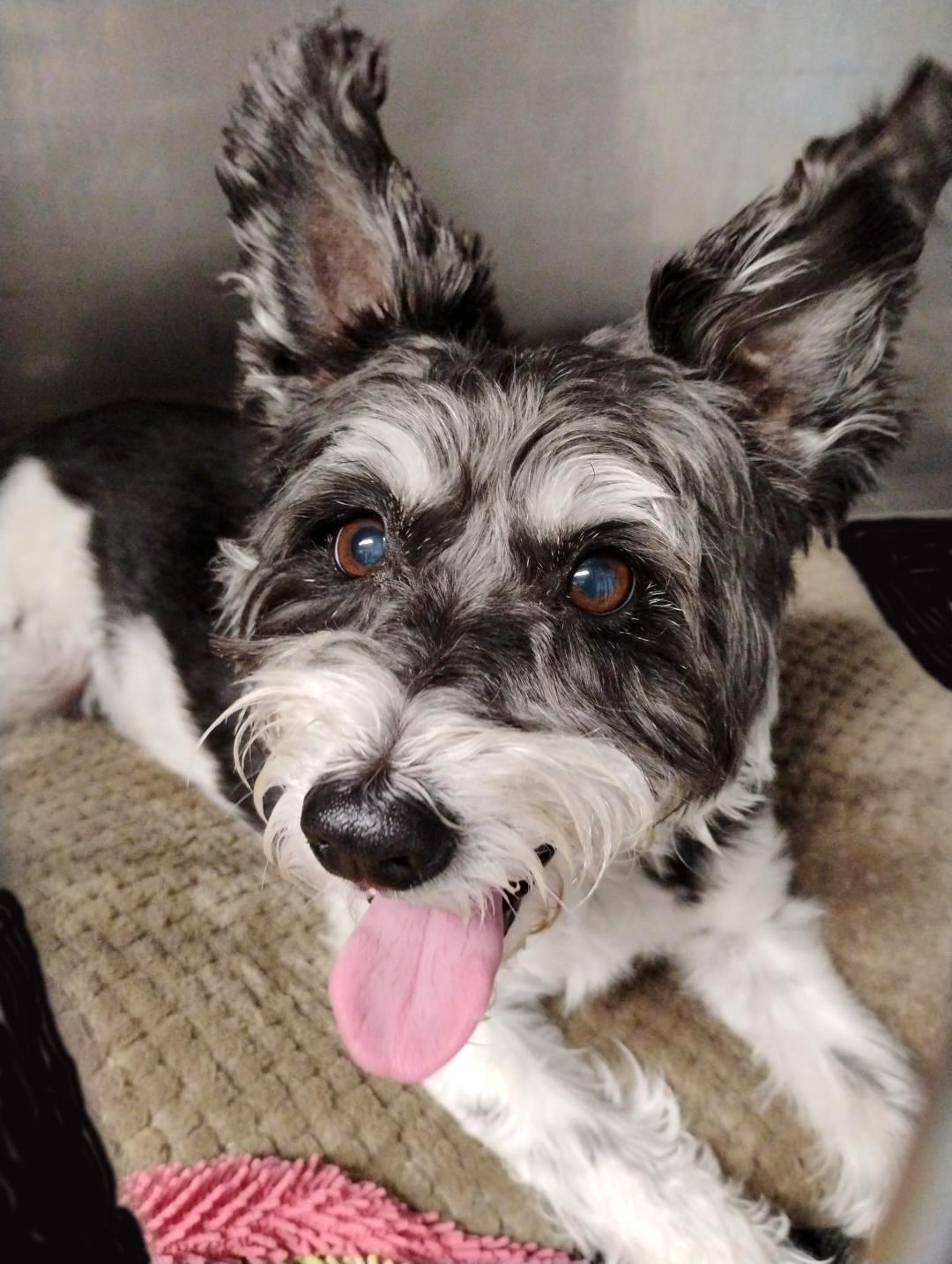 Enlarge CHARLIE, a ADOPTABLE mixed breed in Floral City, FL image 6/6