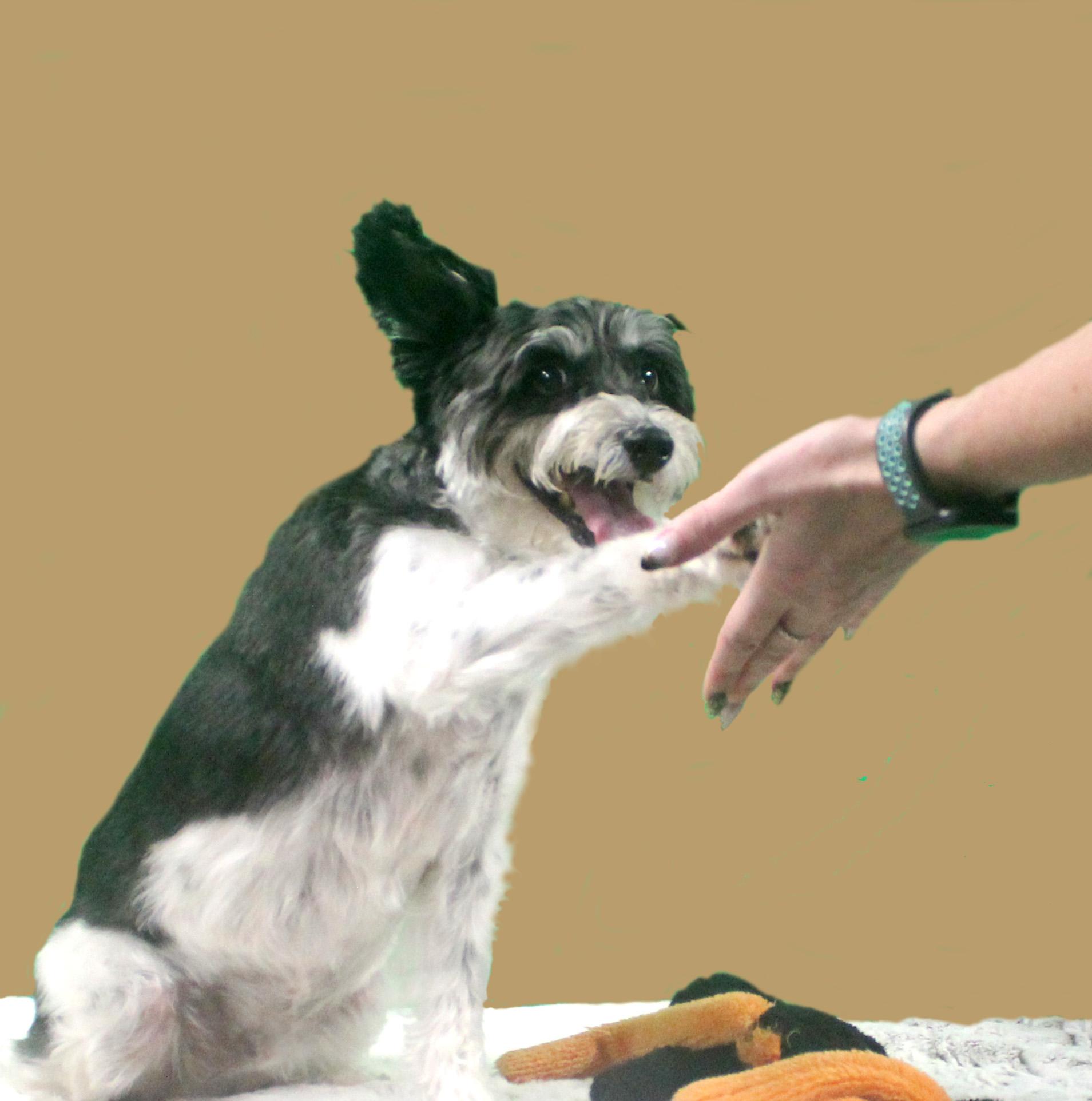 CHARLIE, ADOPTABLE, Adult Male Miniature Schnauzer.