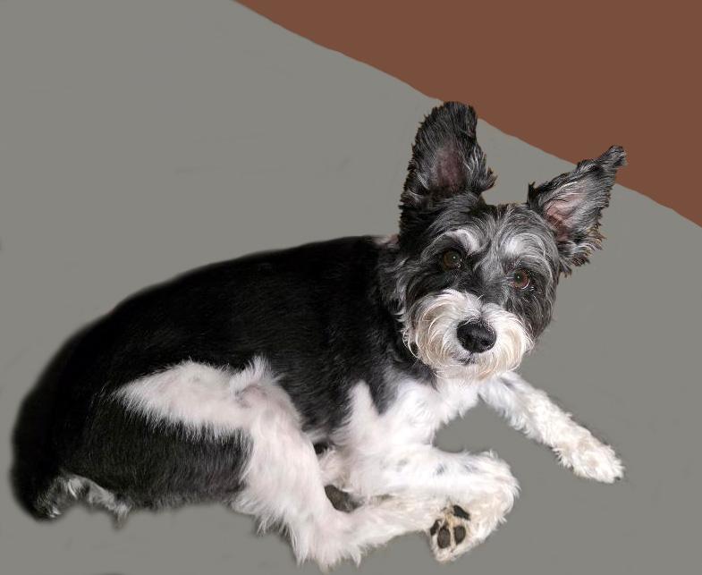 Enlarge CHARLIE, a ADOPTABLE mixed breed in Floral City, FL image 5/6