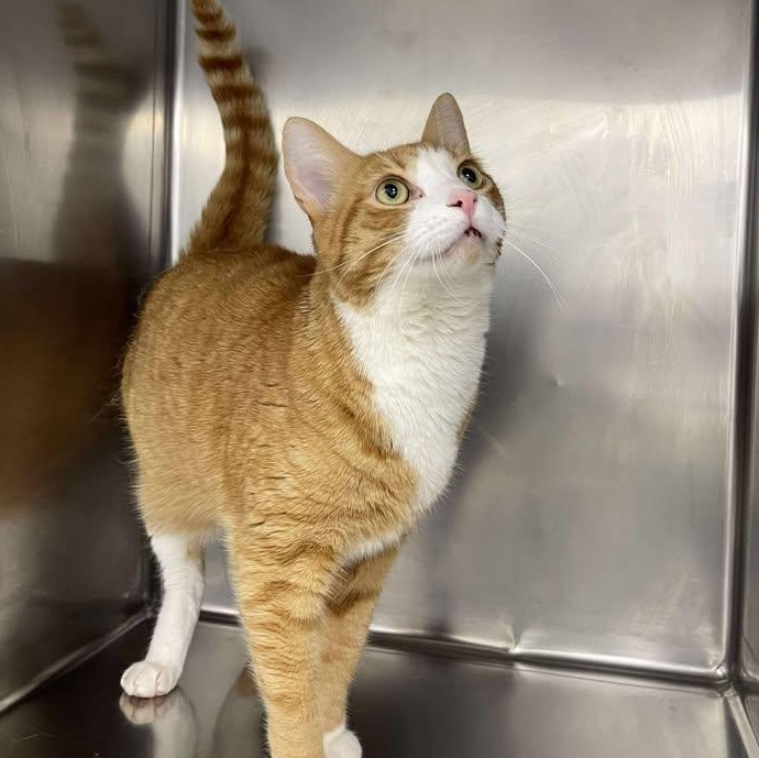 Enlarge Oriole, a ADOPTABLE Domestic Short Hair in Winthrop, ME image 1/1