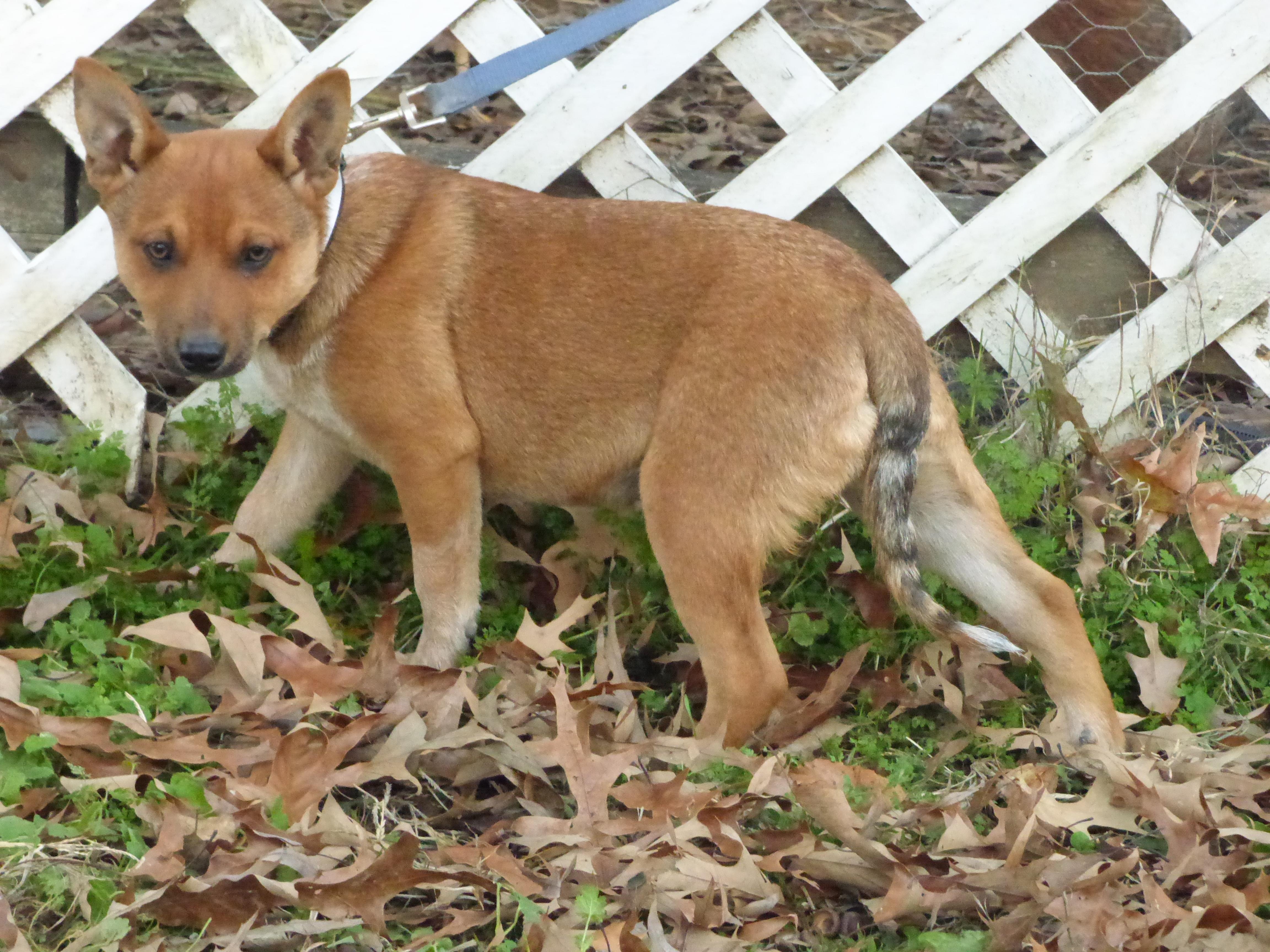 Enlarge Moringa , an adopted mixed breed in Medfield, MA image 3/5