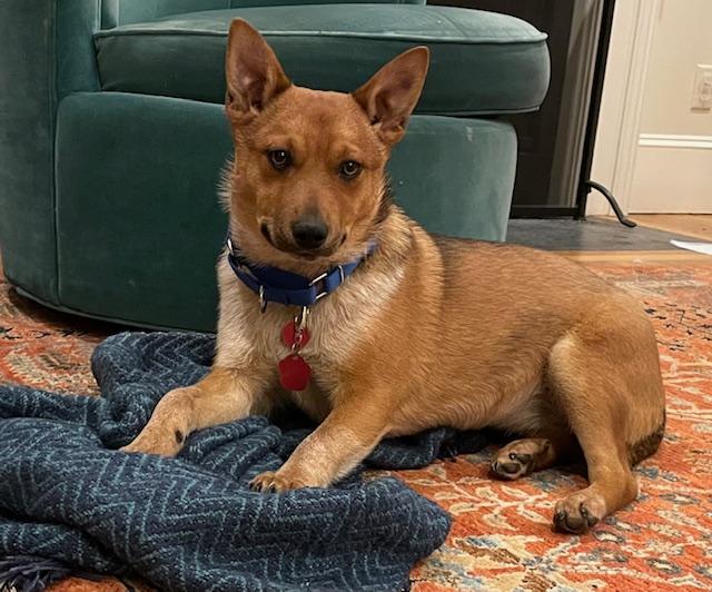 Moringa - Come Meet Me!, ADOPTABLE, Puppy Female Corgi & Cattle Dog.