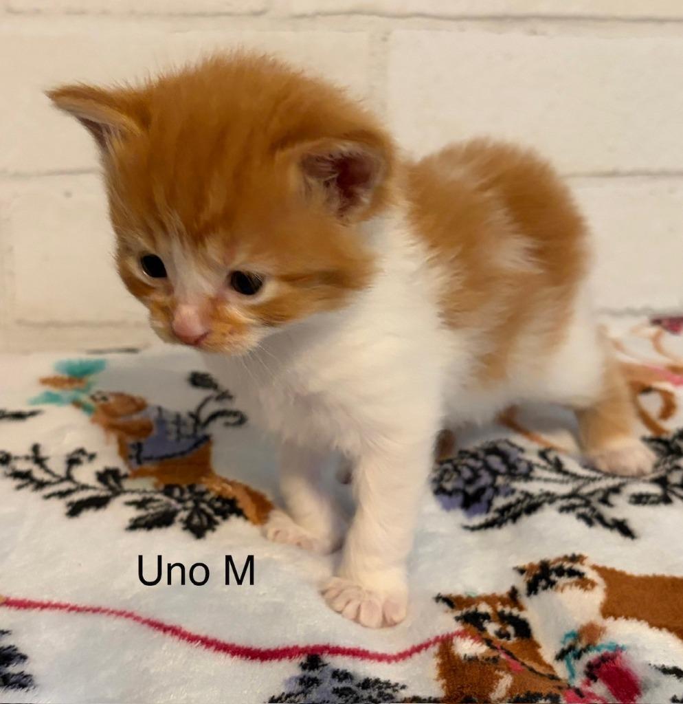 Uno, Adopted, Kitten Male Domestic Short Hair.