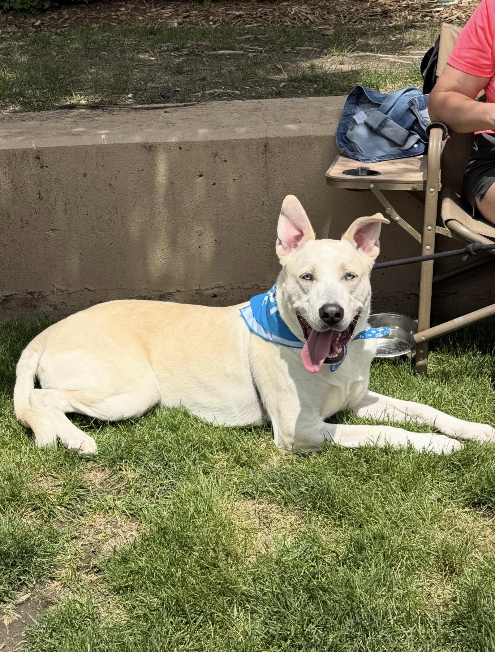 Jake, a Adoptable mixed breed in Omaha, NE image 1/3