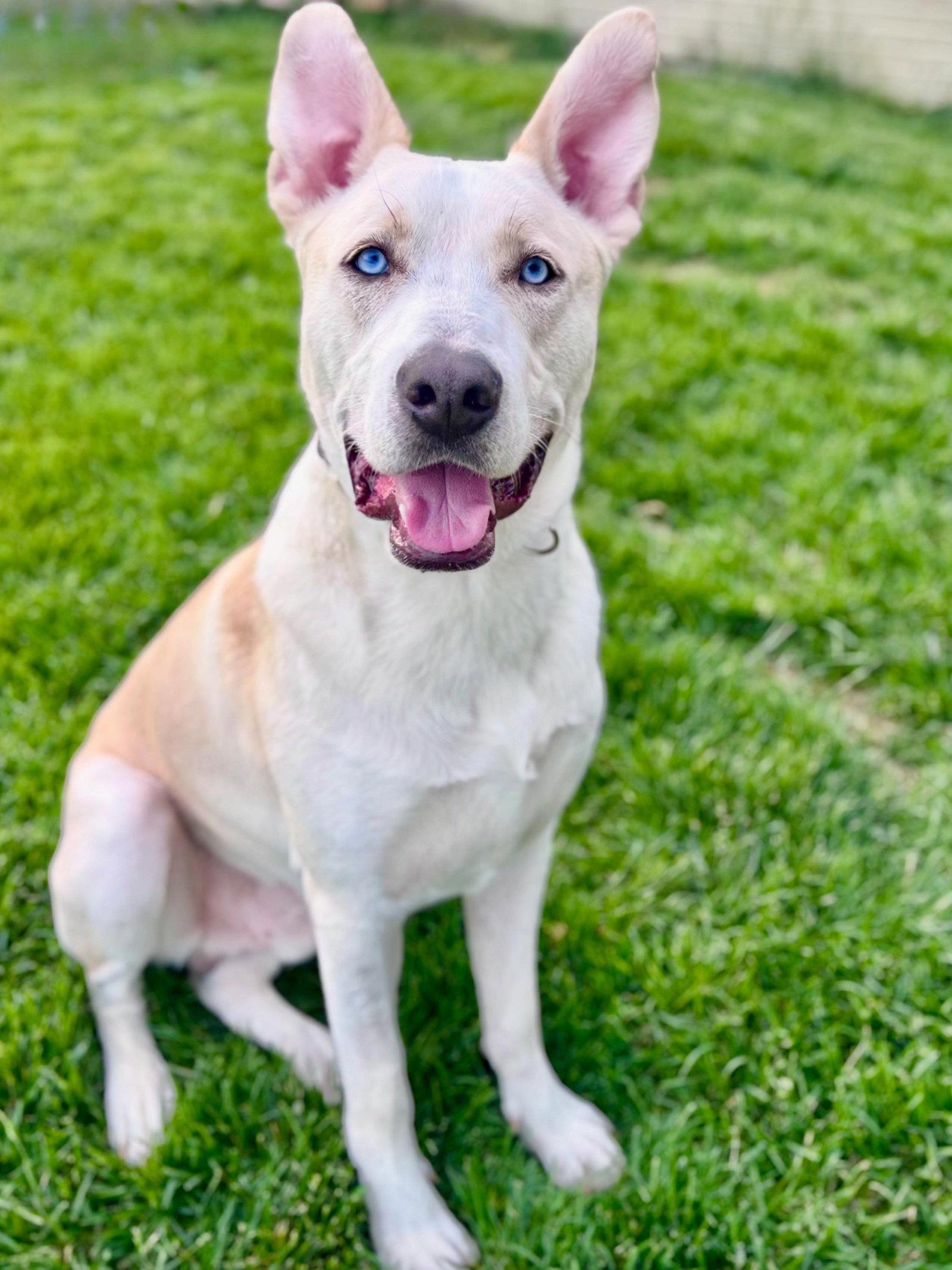 Jake, a Adoptable mixed breed in Omaha, NE image 2/3
