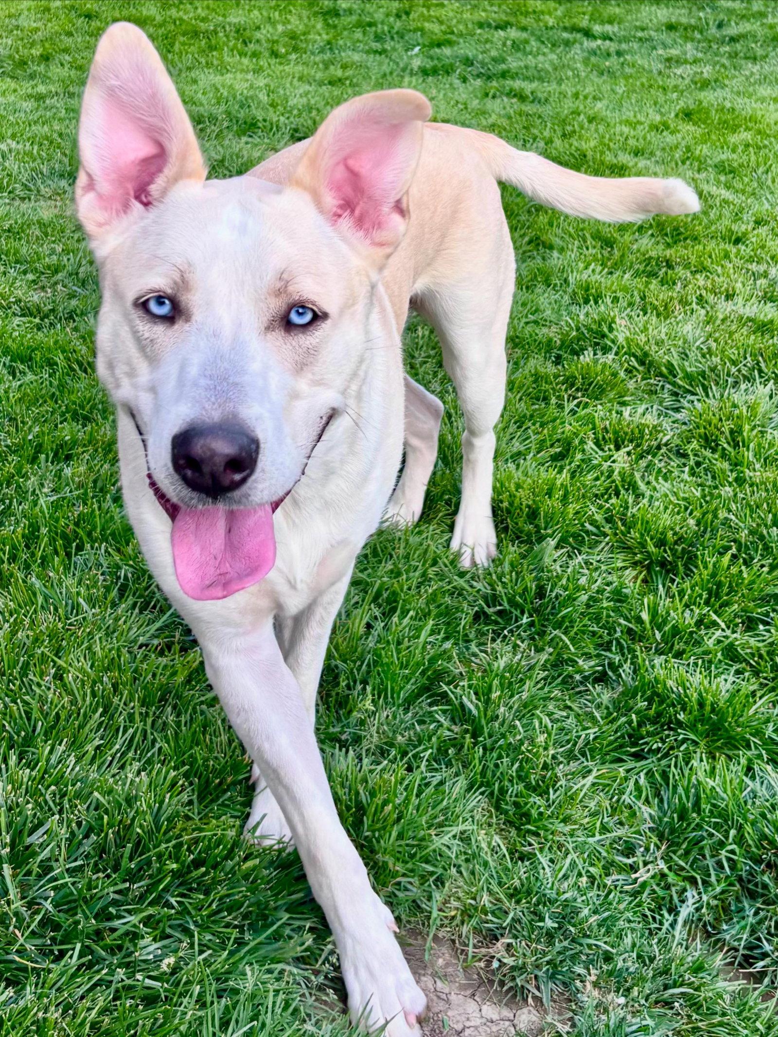 Jake, a Adoptable mixed breed in Omaha, NE image 3/3