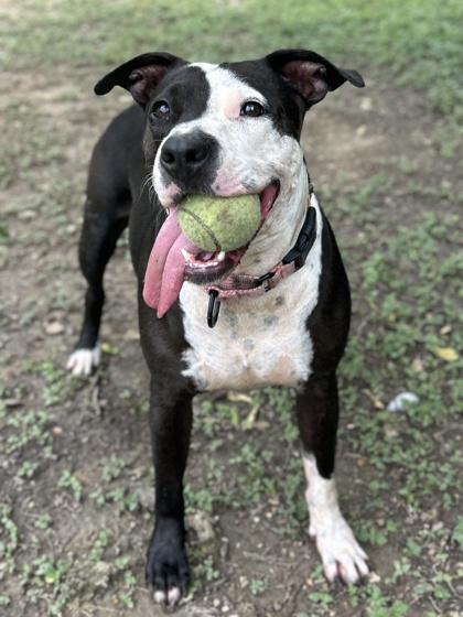 Harmony, Adoptable, Adult Female Shar-Pei & Terrier.