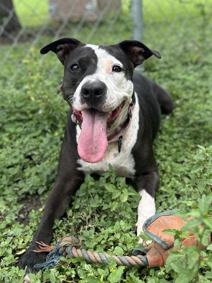 Harmony, Adoptable, Adult Female Shar-Pei & Terrier.