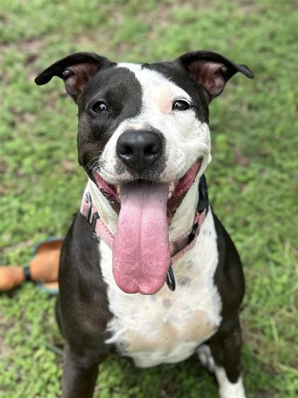 Enlarge Harmony, a Adoptable mixed breed in San Antonio, TX image 2/3