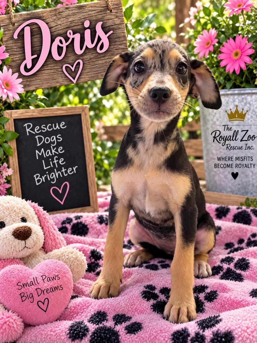 Doris, Adoptable, Puppy Female Catahoula Leopard Dog.