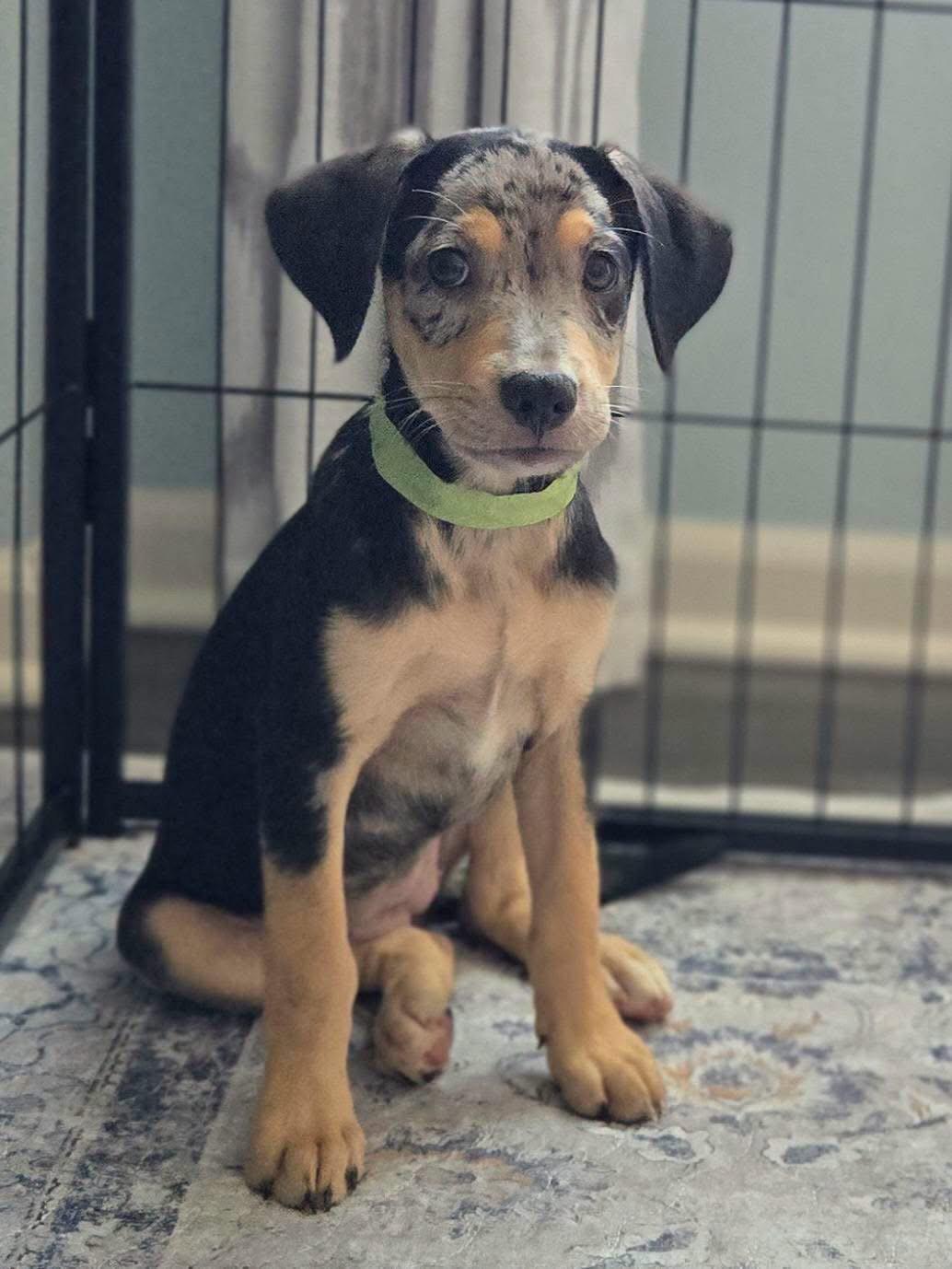 Enlarge Doris, a Adoptable Catahoula Leopard Dog in New London, WI image 2/3