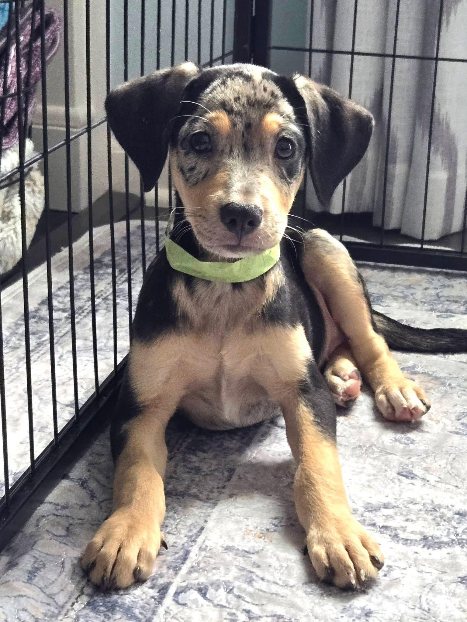 Enlarge Doris, a Adoptable Catahoula Leopard Dog in New London, WI image 3/3