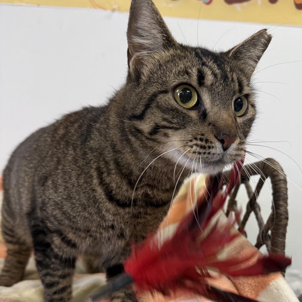 Monica, Adoptable, Adult Female Domestic Short Hair.
