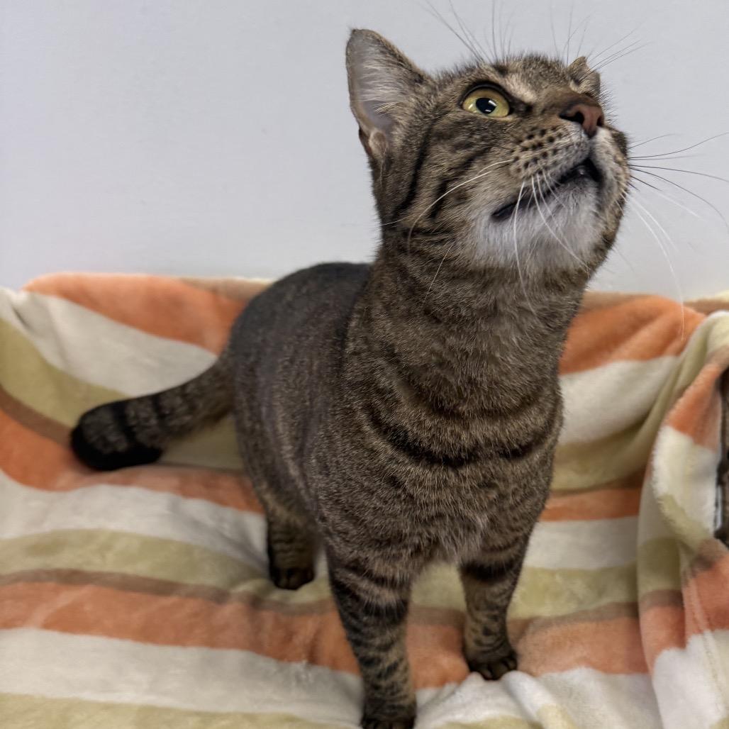 Monica, a Adoptable Domestic Short Hair in Houston, TX image 2/5