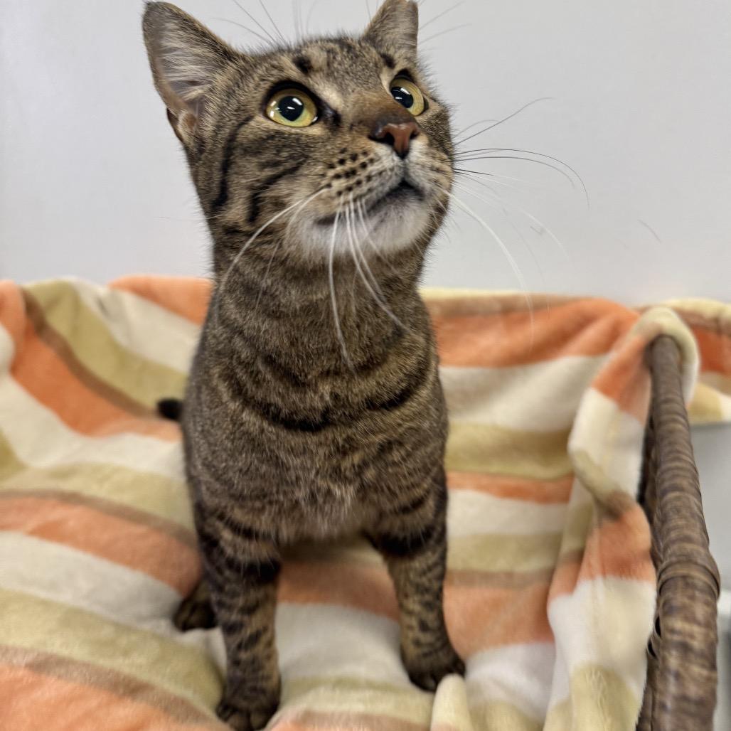 Monica, a Adoptable Domestic Short Hair in Houston, TX image 3/5