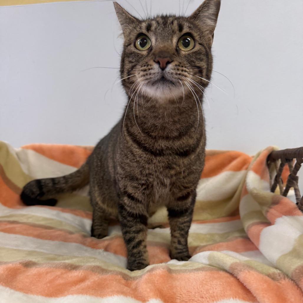 Monica, a Adoptable Domestic Short Hair in Houston, TX image 4/5