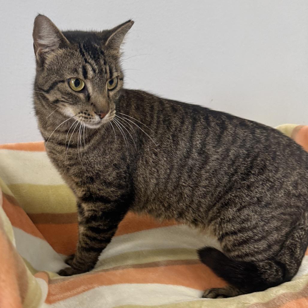 Monica, a Adoptable Domestic Short Hair in Houston, TX image 5/5
