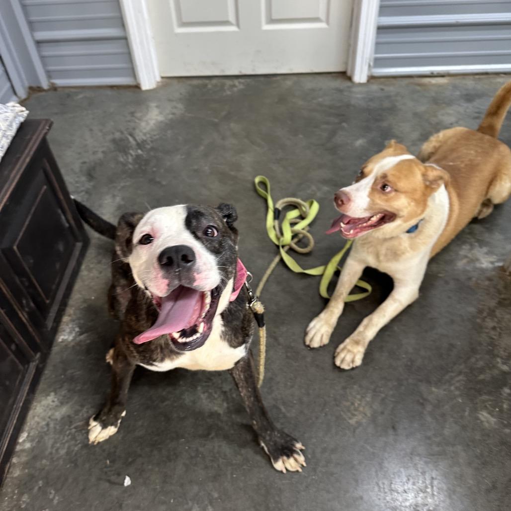 Baby girl, Adoptable, Adult Female Great Dane & Boxer.