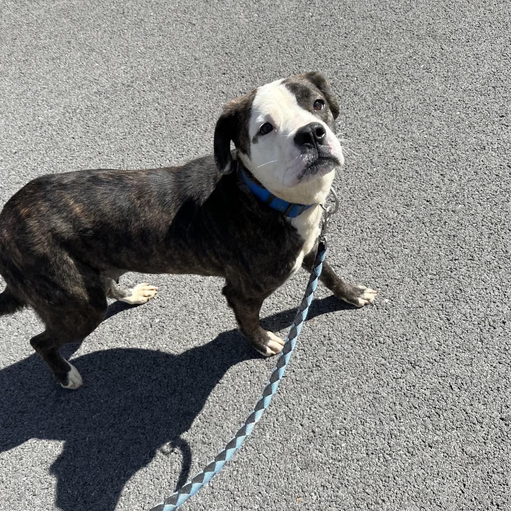 Enlarge Baby girl, a Adoptable mixed breed in Princeton, KY image 2/4