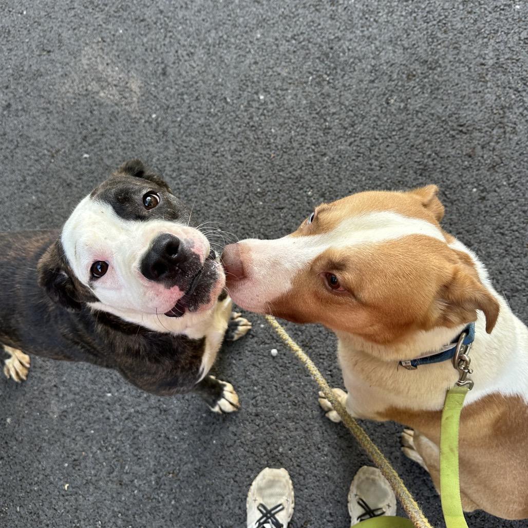 Enlarge Baby girl, a Adoptable mixed breed in Princeton, KY image 3/4