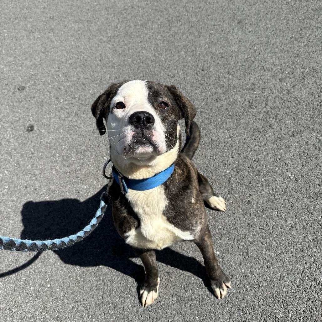 Enlarge Baby girl, a Adoptable mixed breed in Princeton, KY image 4/4