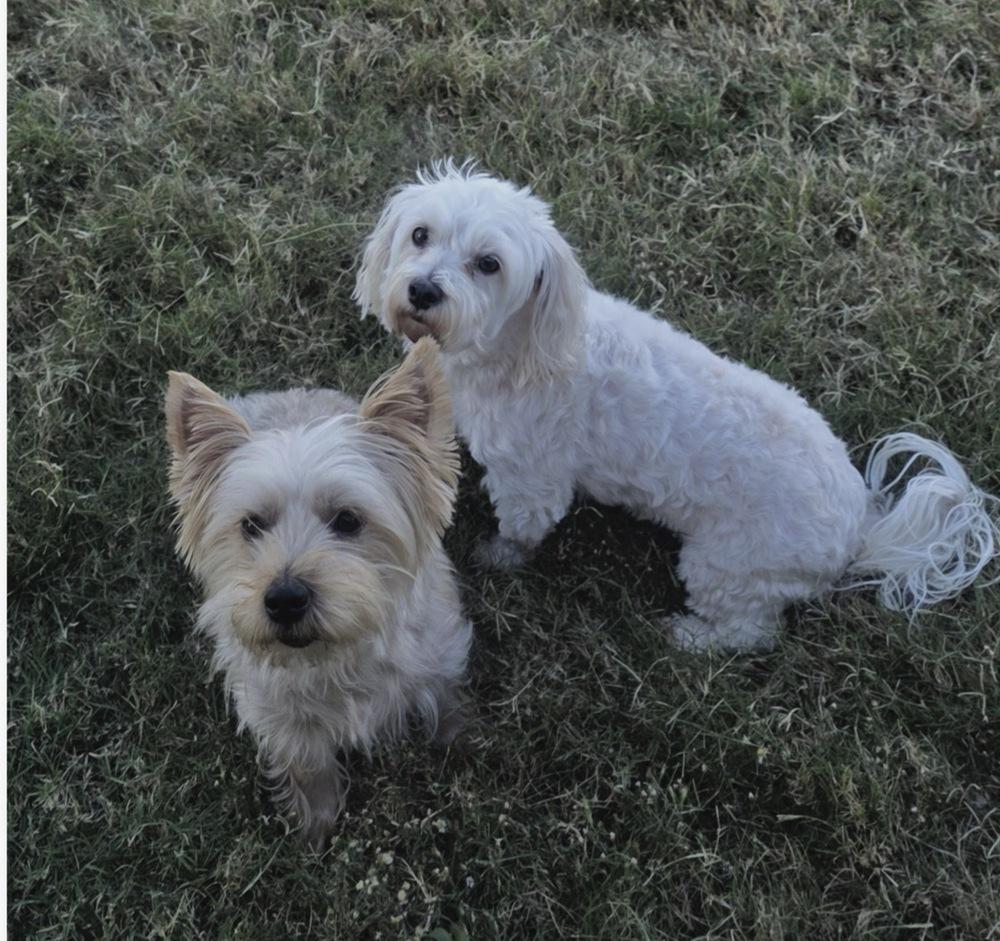 Atlas, Adoptable, Young Male Yorkshire Terrier & Yorkshire Terrier.
