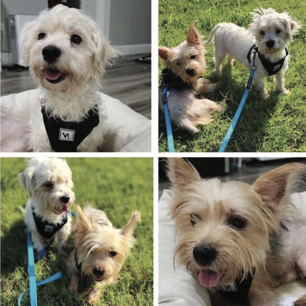 Enlarge Atlas, a Adoptable mixed breed in Mesquite, TX image 2/3