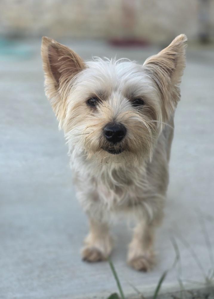 Enlarge Atlas, a Adoptable mixed breed in Mesquite, TX image 3/3