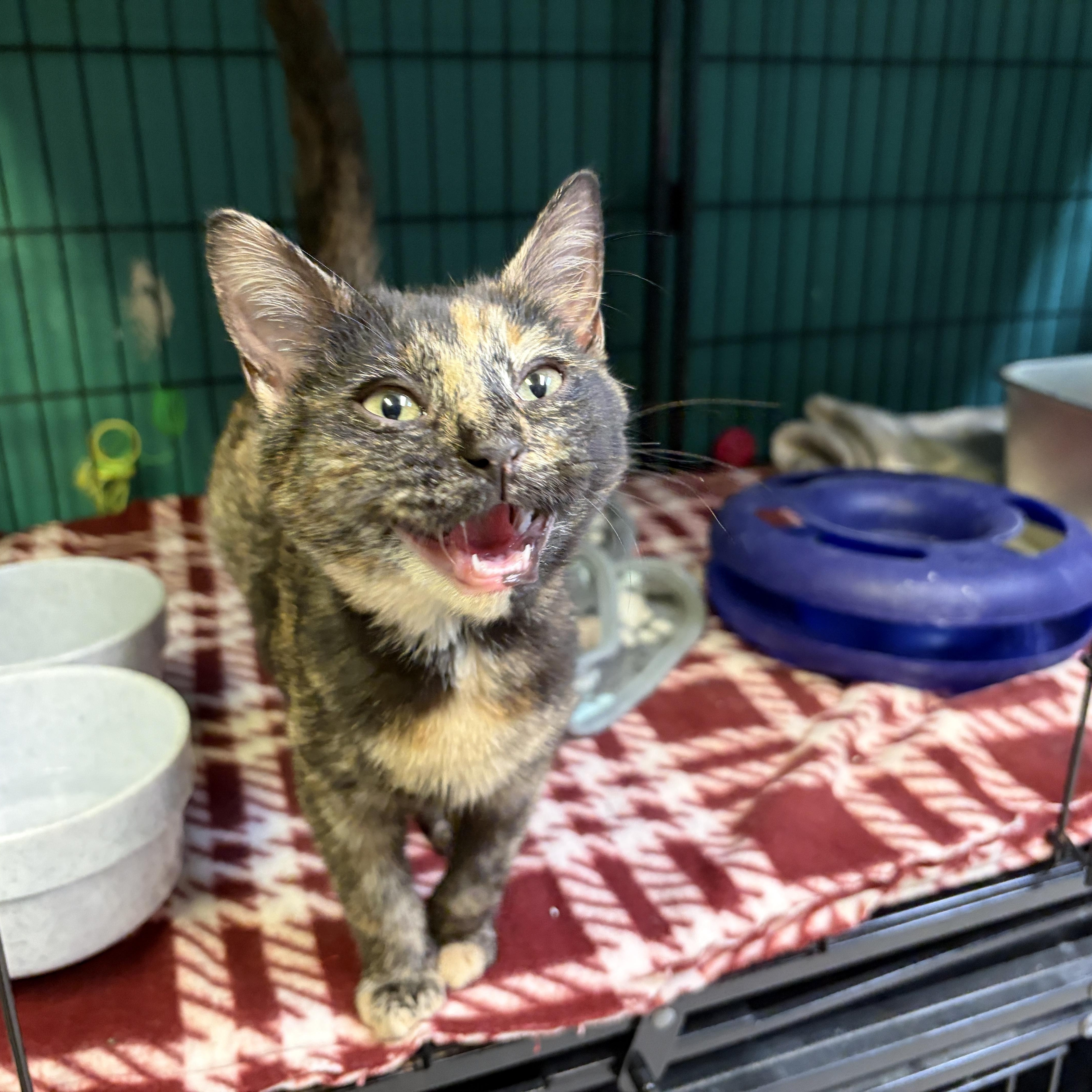 Enlarge Juno, a Adoptable American Shorthair in Perry, GA image 2/3