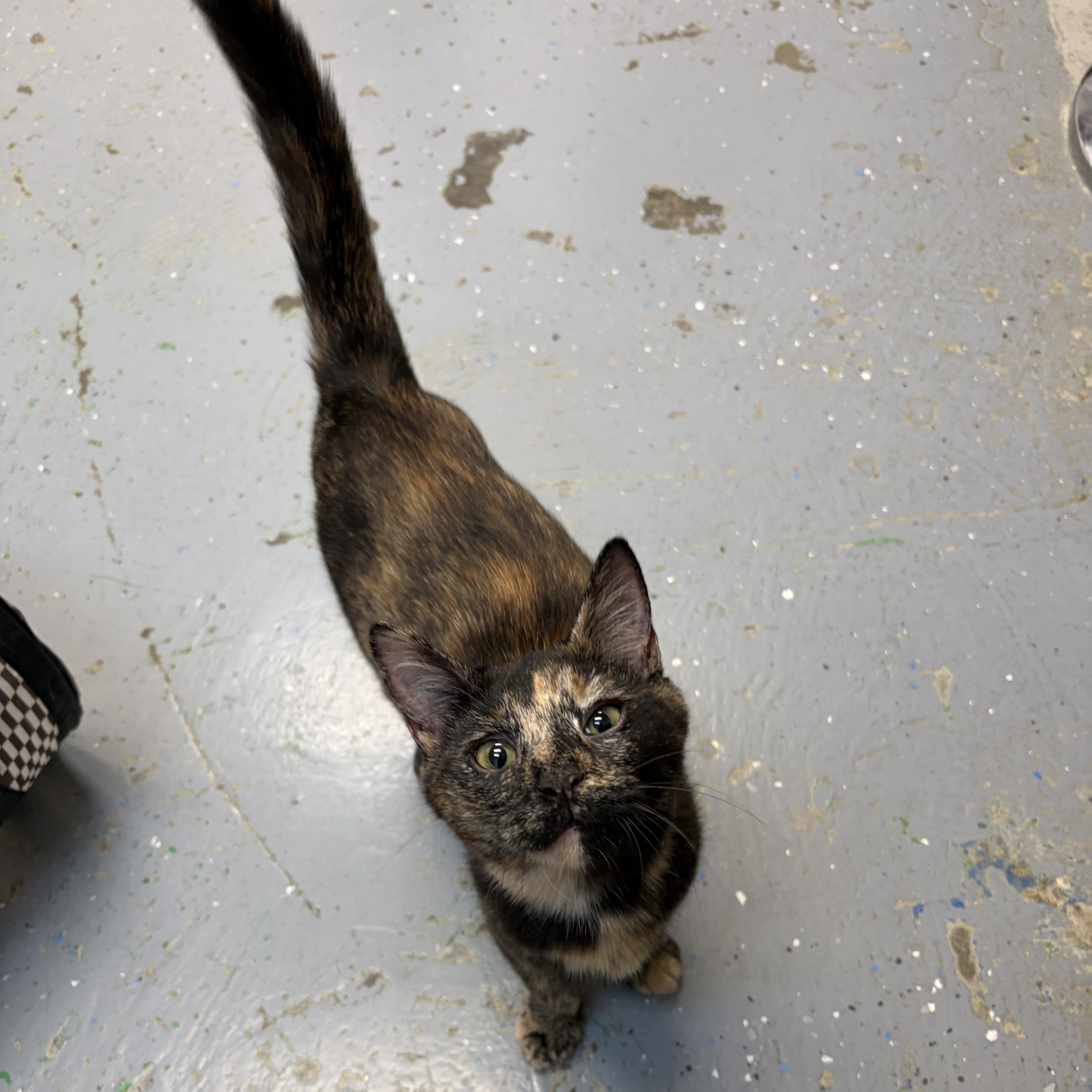 Juno, Adoptable, Young Female American Shorthair.