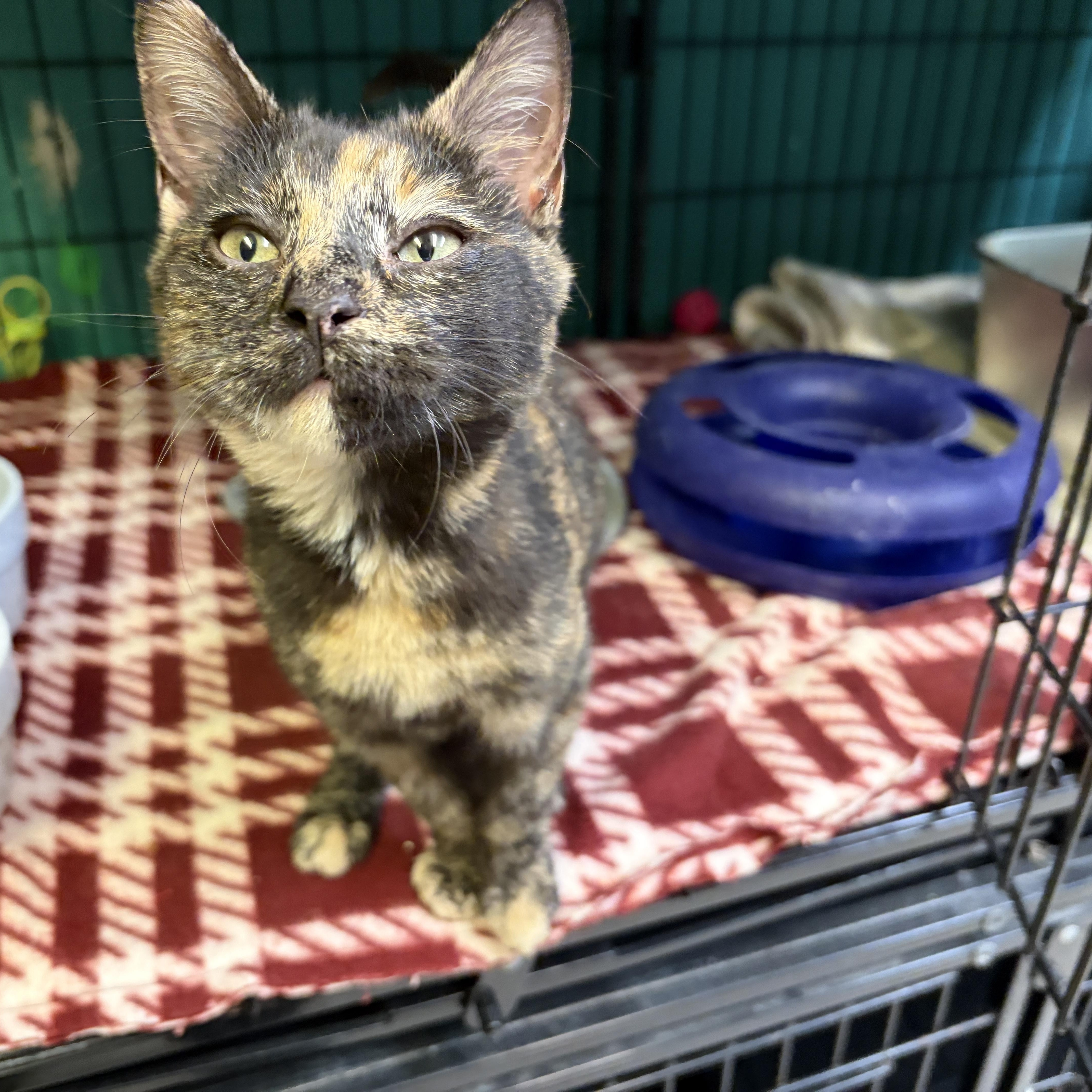 Enlarge Juno, a Adoptable American Shorthair in Perry, GA image 3/3