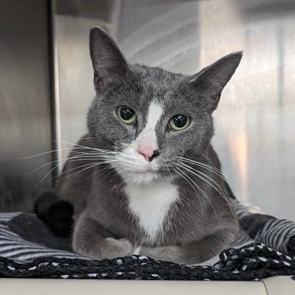 DANTE, Adoptable, Adult Male Domestic Short Hair.