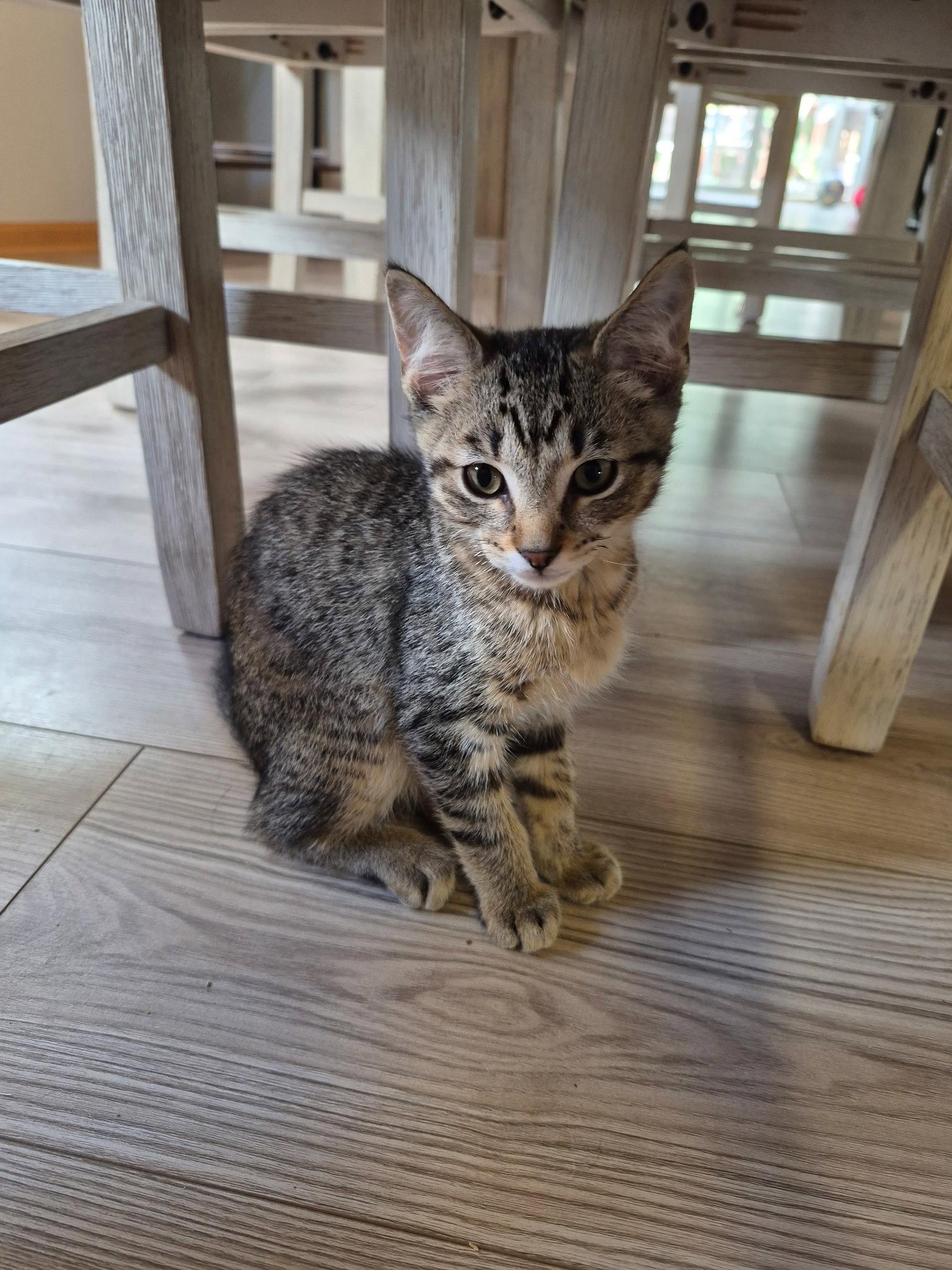 Ring-a-Ling, Adoptable, Young Male Domestic Short Hair & Tabby.