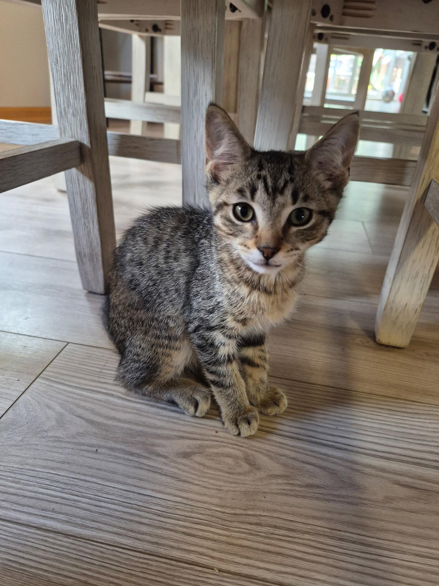 Ring-a-Ling, a Adoptable mixed breed in Forest Lake, MN image 2/3