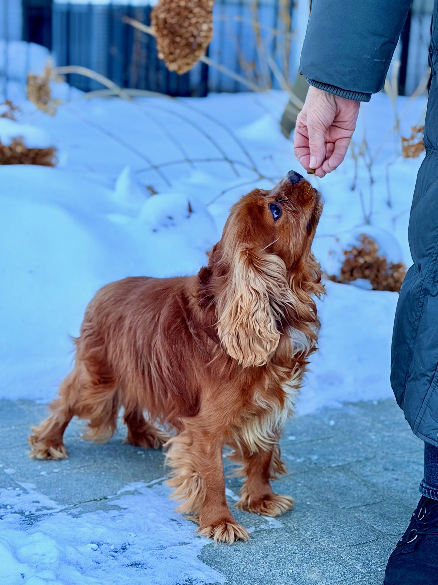 Sir Arthur-Regal Cavalier, an adopted Cavalier King Charles Spaniel in Fort Wayne, IN image 3/5