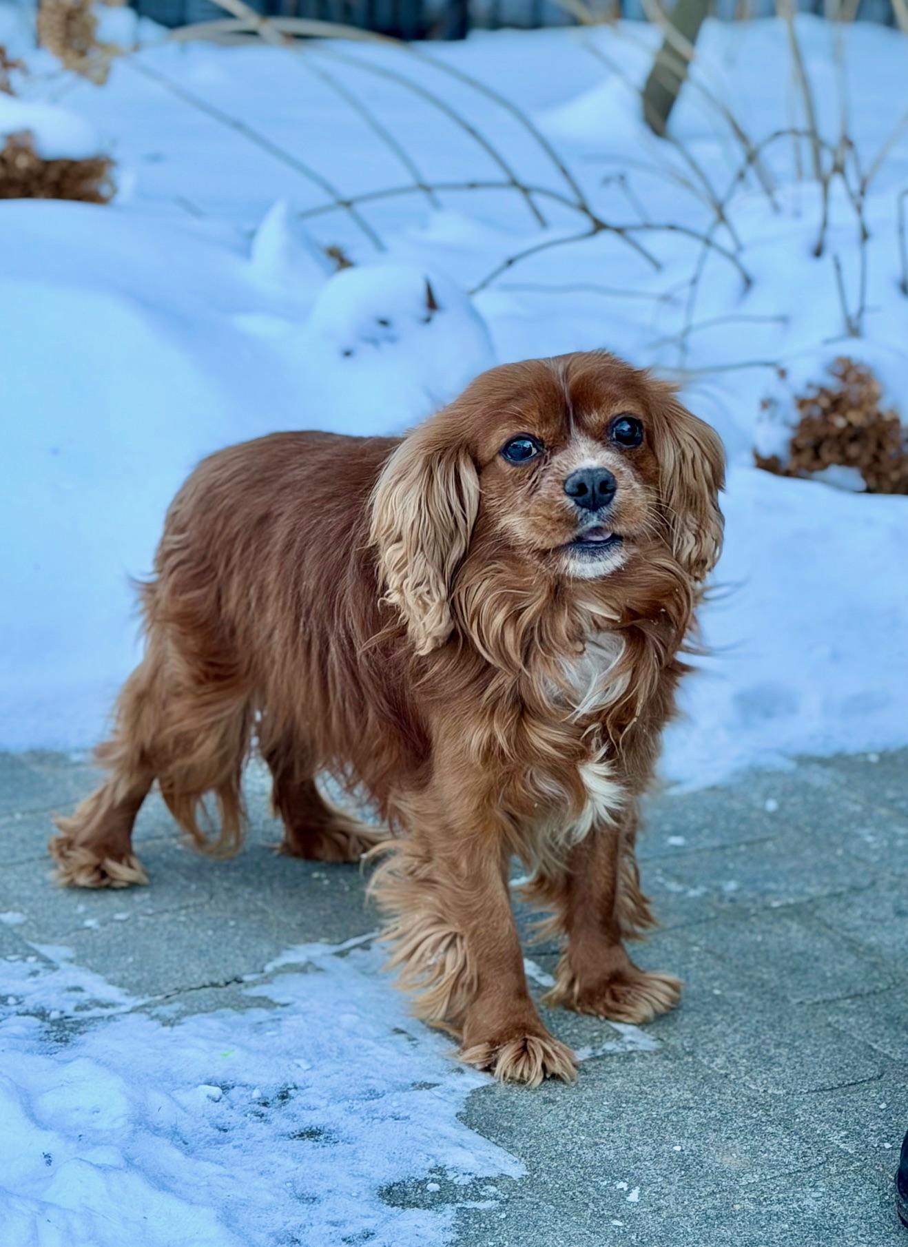 Sir Arthur-Regal Cavalier, an adopted Cavalier King Charles Spaniel in Fort Wayne, IN image 1/5