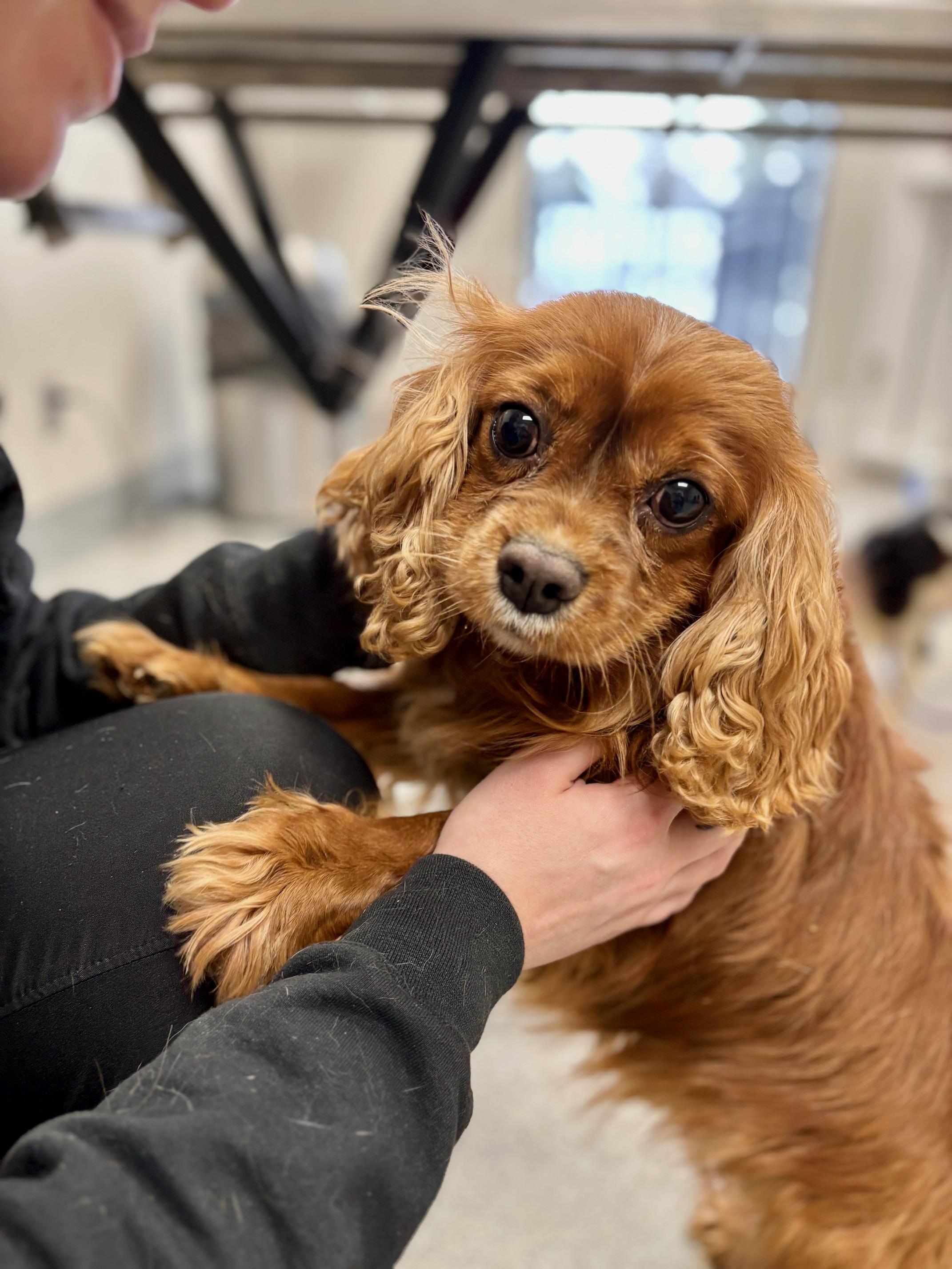 Sir Arthur-Regal Cavalier, an adopted Cavalier King Charles Spaniel in Fort Wayne, IN image 2/5